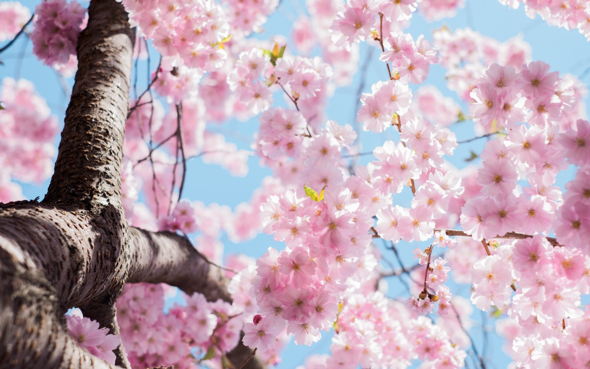 Pink Flowers on the Tree