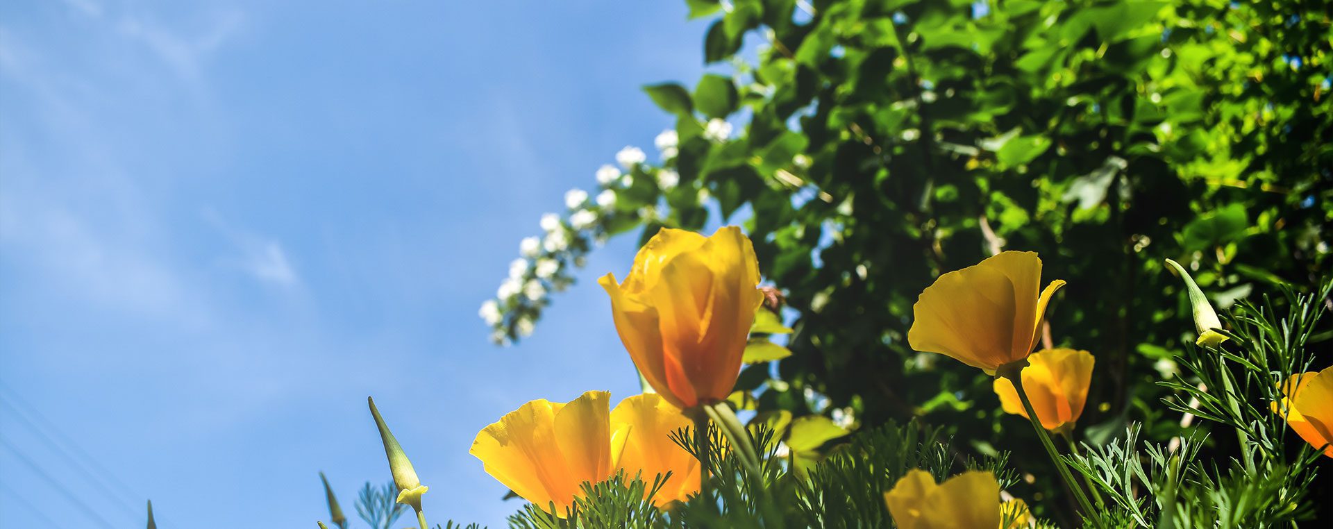 Beautiful Yellow Flowers