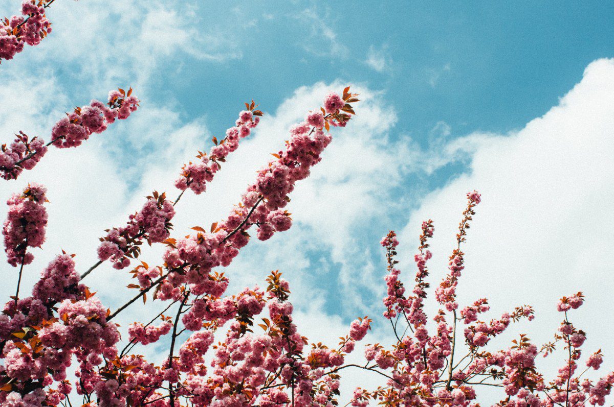 Flowers and Sky View