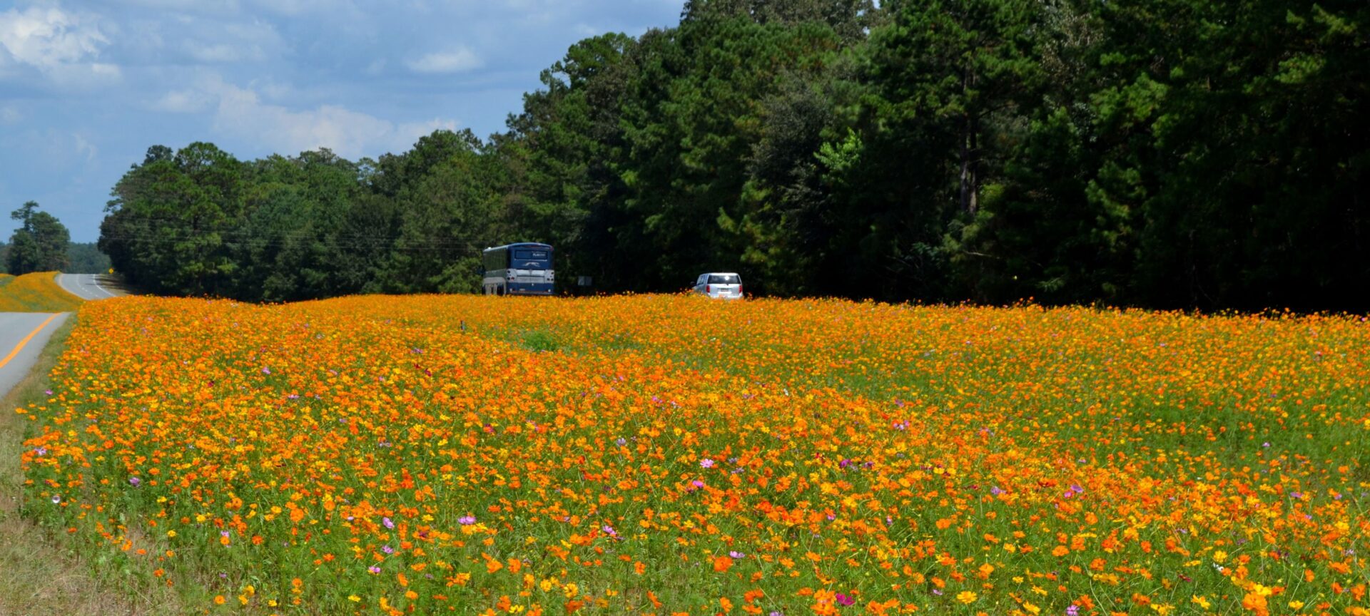 A field of flowers with trees in the background