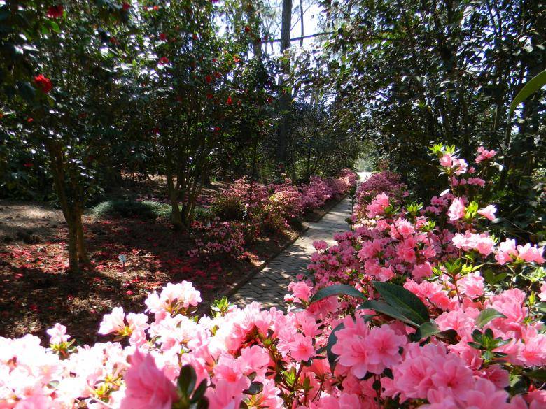 Just a quick view of the hundreds of camellias on show at Massee Lane Gardens, site of the 2023 Historic Landscape Preservation fundraiser.