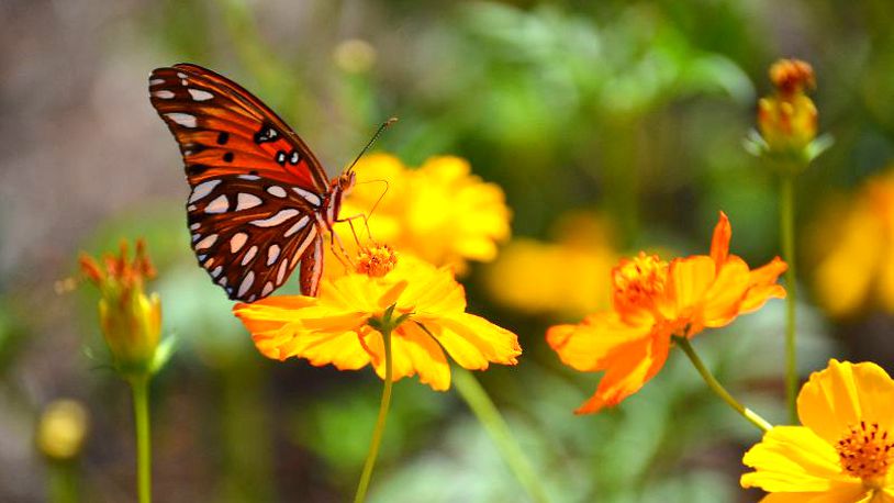 A butterfly is sitting on some flowers