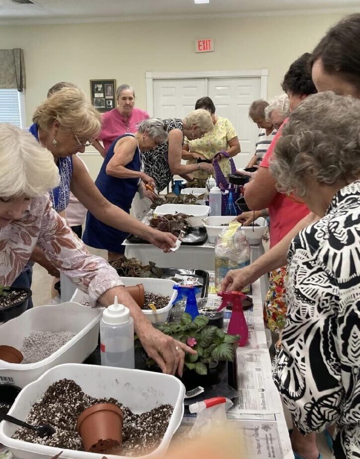 St Mary's Garden Club Africa Violet Activity August 2023