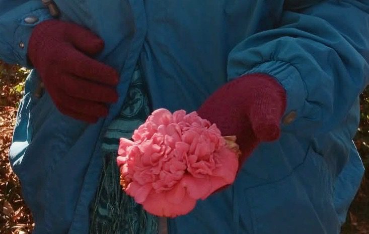 holding a single pink camellia