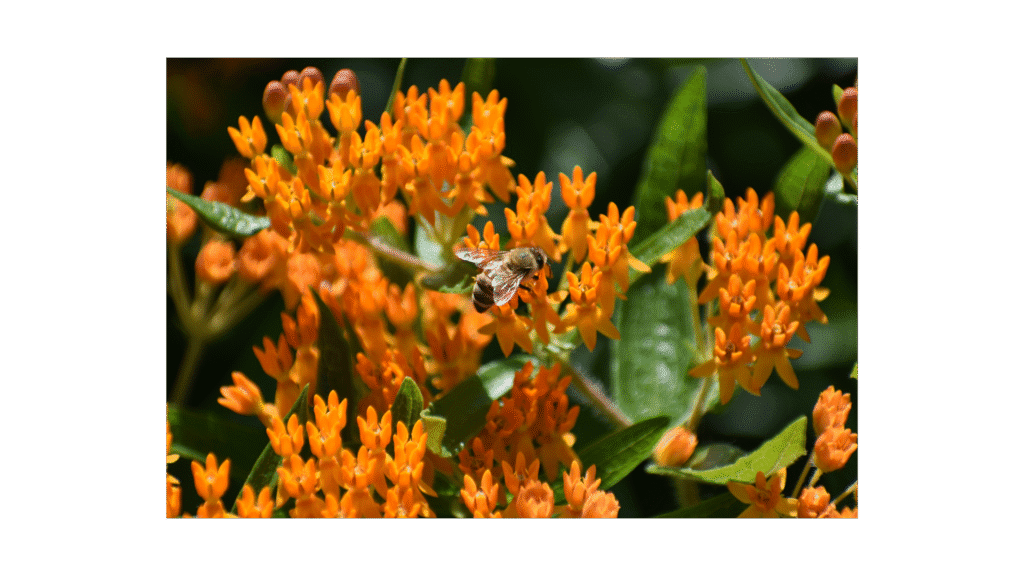 Bee on a Butterfly Milkweed plant