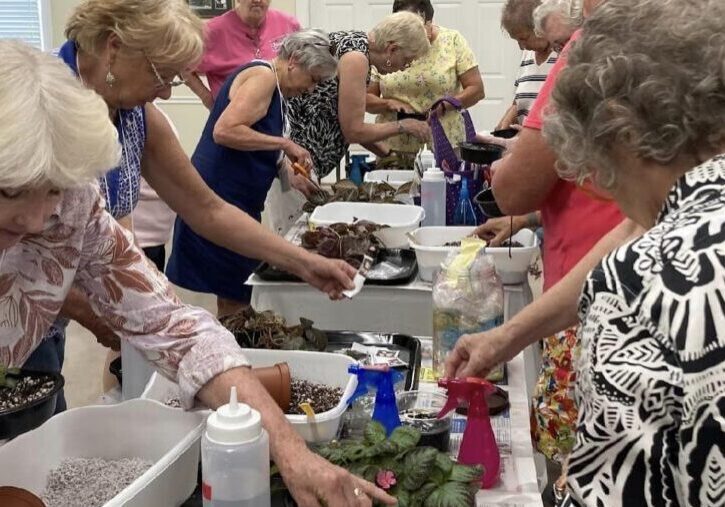 St Mary's Garden Club Africa Violet Activity August 2023