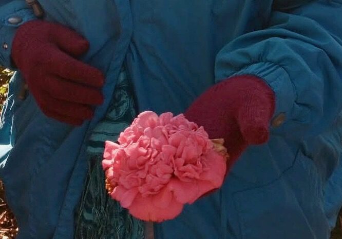 holding a single pink camellia